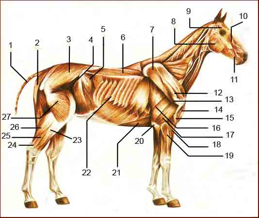 Anatomía del caballo