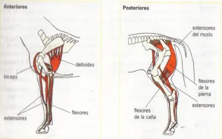 Anatomía del caballo