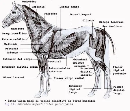 Anatomía del Caballo | frisones