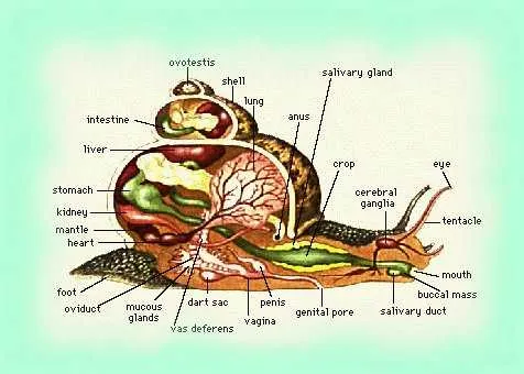 La anatomia del caracol