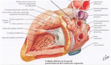 Anatomía del Corazón