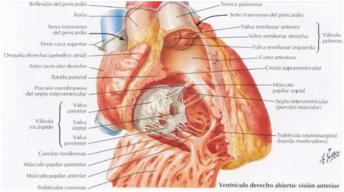 Anatomía del Corazón: marzo 2012