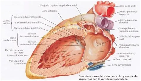 Anatomía del Corazón: marzo 2012