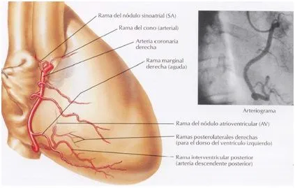 Anatomía del Corazón: Vascularización del Corazón