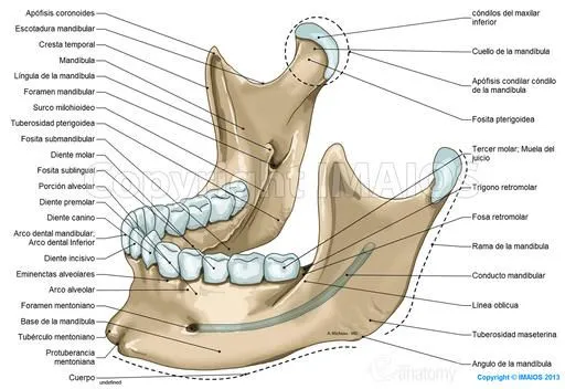 Anatomía del cráneo: ilustraciones anatómicas