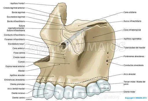 Anatomía del cráneo: ilustraciones anatómicas