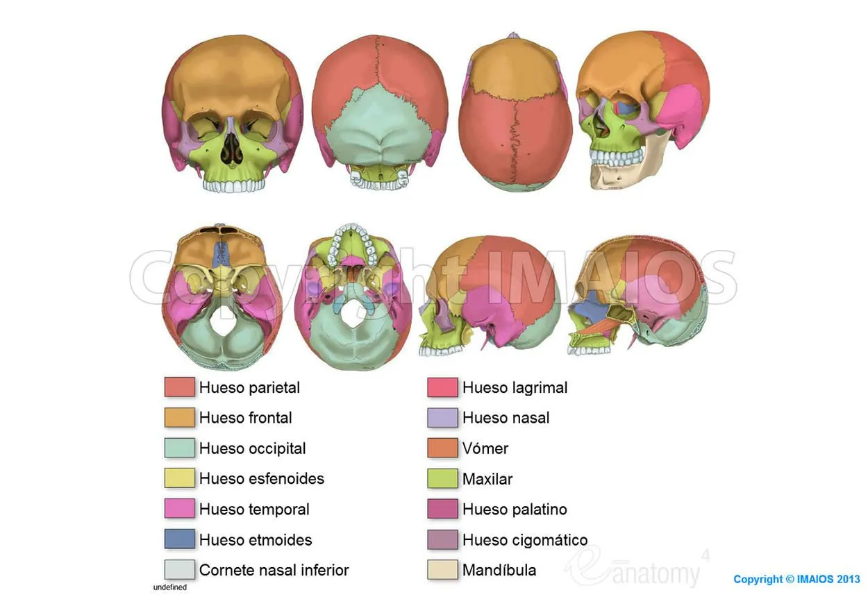 Anatomía del cráneo: ilustraciones anatómicas