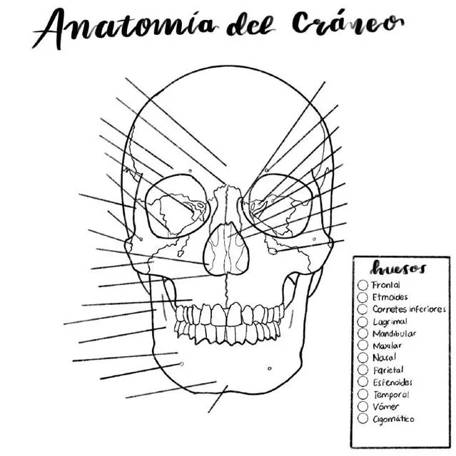 Anatomía del Cráneo | uDocz