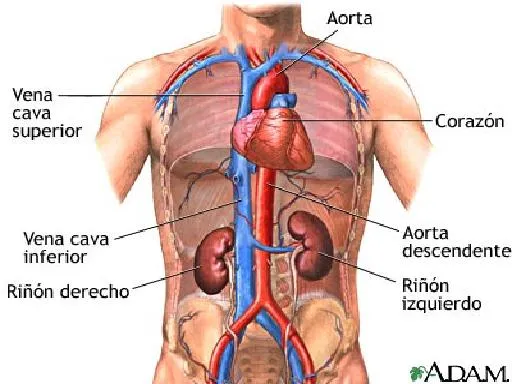 la anatomia: EL CUERPO HUMANO