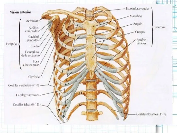 anatomia-de-columna-dorsal-y- ...