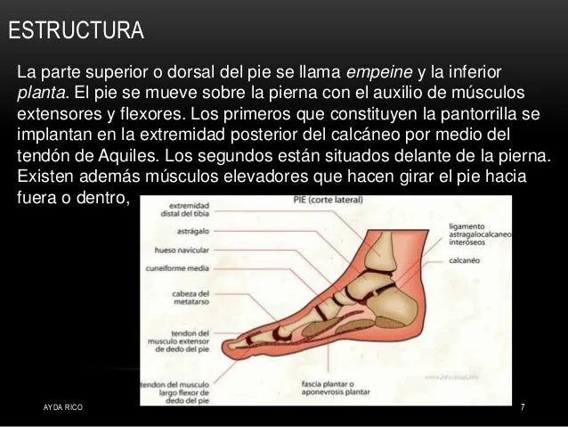 anatomia-del-pie-7-638.jpg?cb= ...