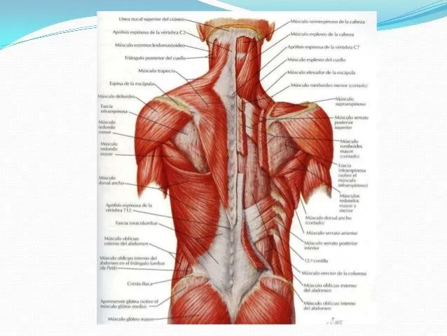 anatomia-del-torax-18-638.jpg? ...