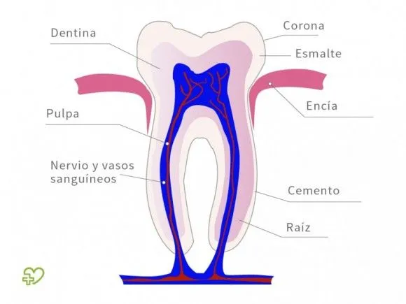 Anatomía de los dientes : Esmalte dental, Dentina, Cemento, Pulpa ...