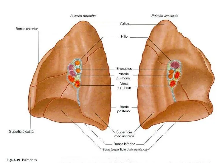 Anatomia do sistema respiratório