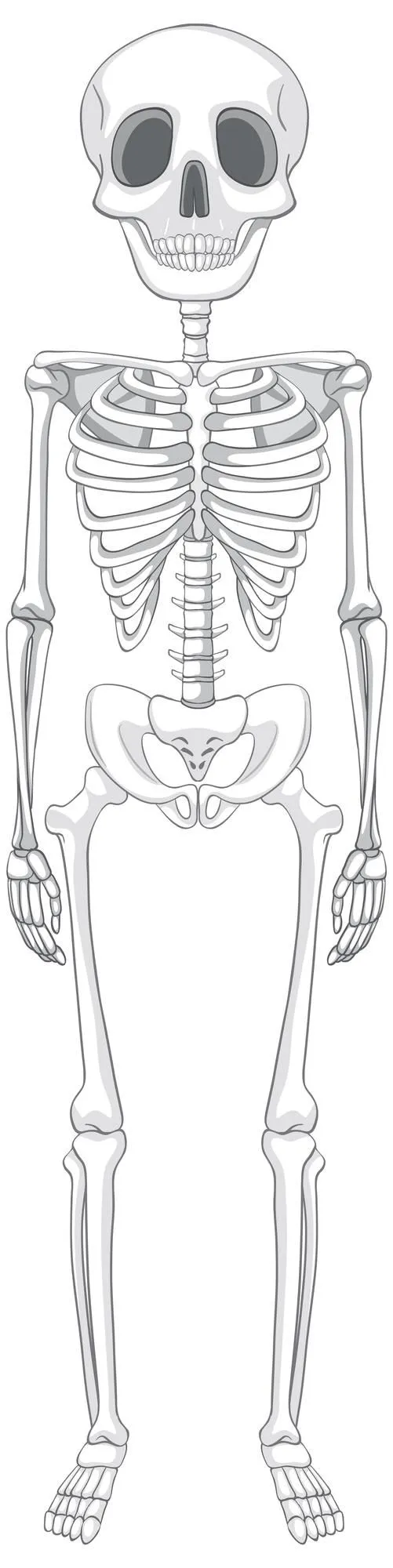 Anatomía del esqueleto humano aislado | Vector Gratis