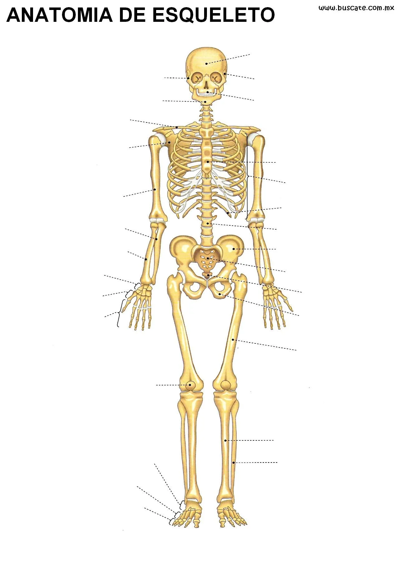 Anatomía del esqueleto humano sin nombres, a color. Para escribir ...