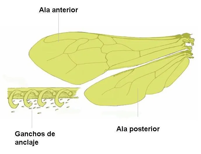 Anatomía externa de las abejas | @FAmigosAbejas