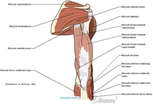 Anatomía de la extremidad superior