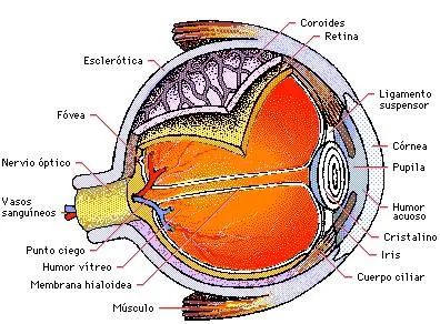 Anatomia facial y sentidos: La Cara y sus sentidos