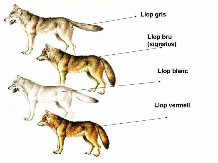 Anatomía y fisiología del lobo | PROYECTO AULLIDOS