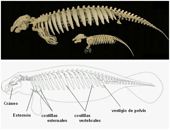 Anatomía y Fisiología de los Mamíferos - Monografias.com