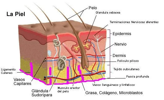 Anatomía y Fisiología de los Mamíferos - Monografias.com