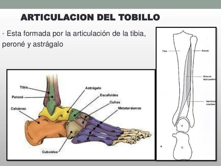 Anatomia funcional del tobillo y pie 1 ra parte