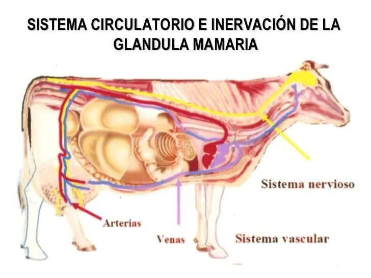 Anatomia glandula mamaria