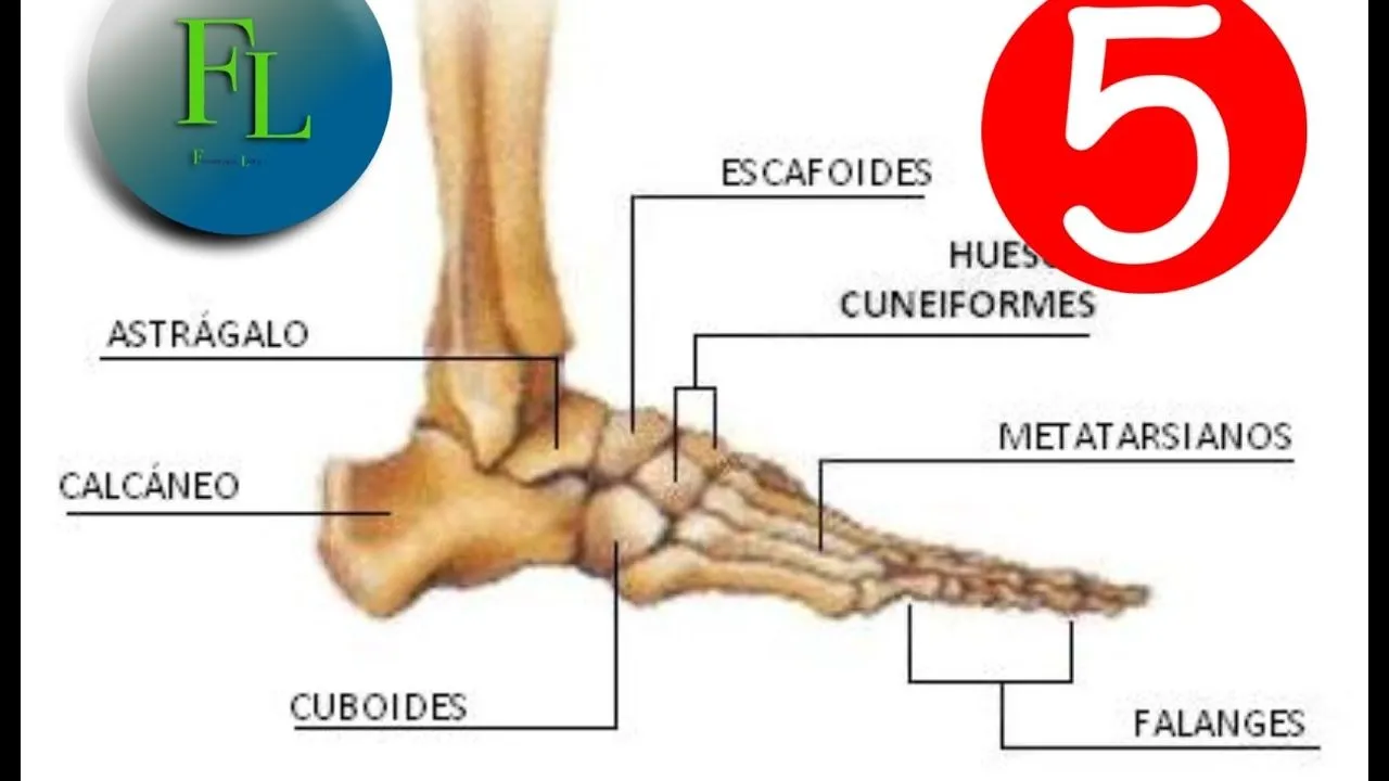 Anatomía, huesos del pie