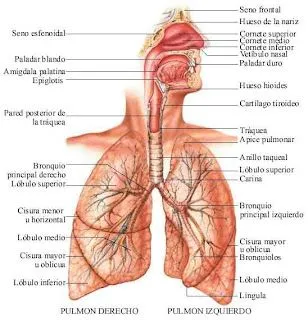 Anatomia Humana!!