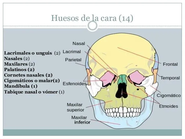 Anatomía humana, huesos del cuerpo humano.