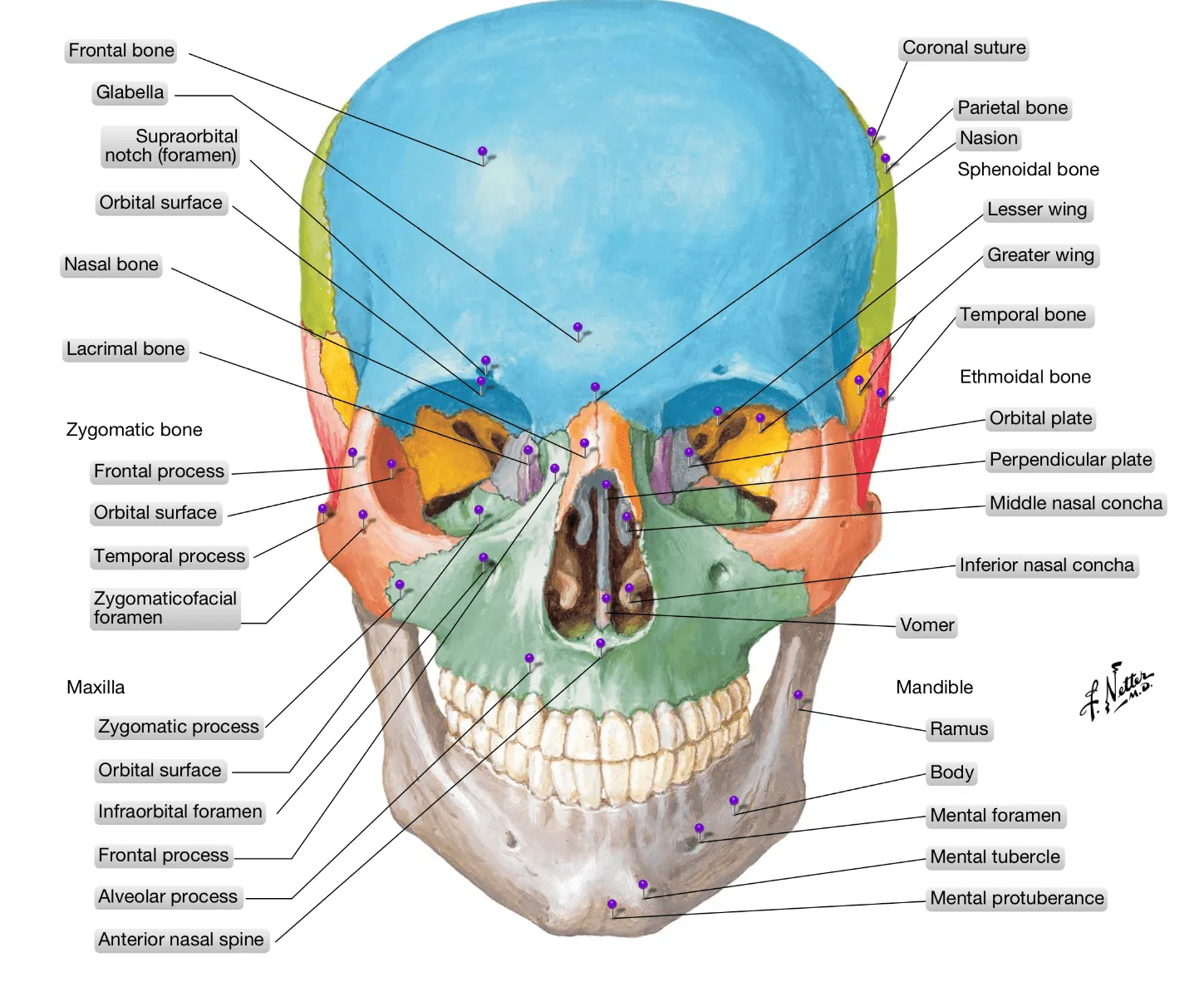 Anatomía Humana: Huesos y suturas del craneo