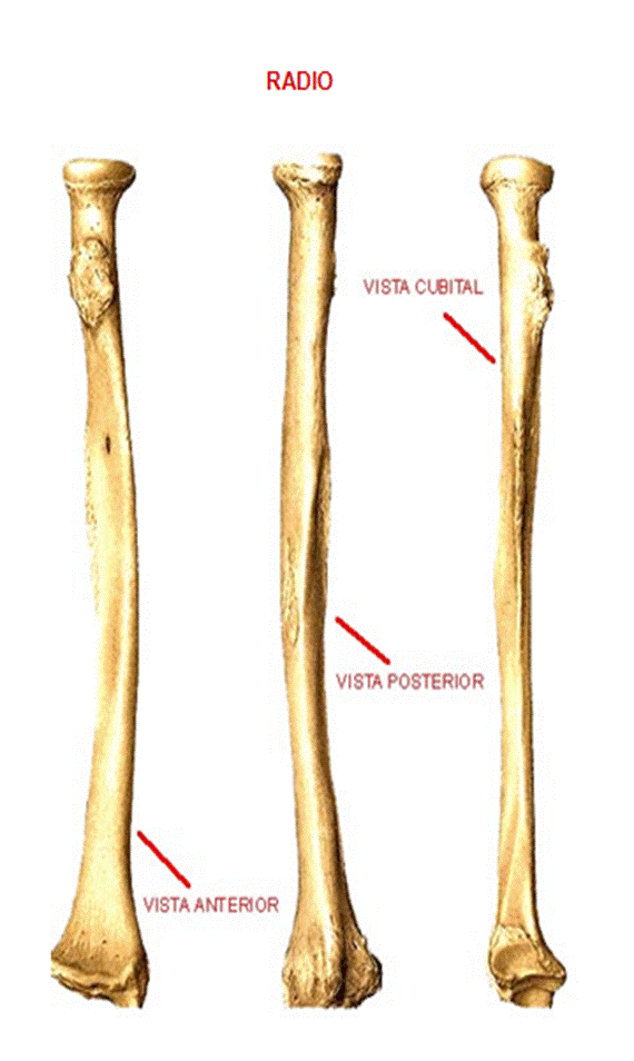 Anatomía humana general (página 2) - Monografias.