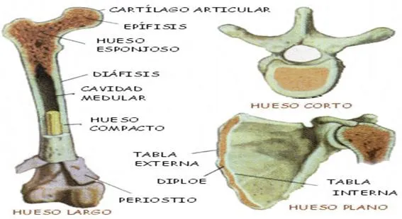 Anatomía humana general (página 2) - Monografias.com