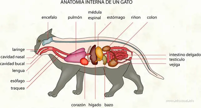 Anatomia interna de un gato - El Diccionario Visual