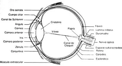 Iridologia - - Anatomía del Iris