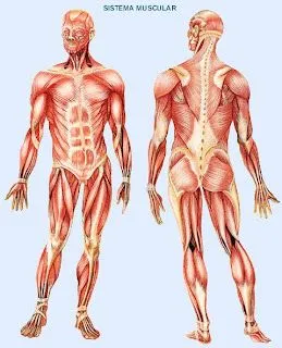 Anatomía Macroscópica: Sistema muscular.