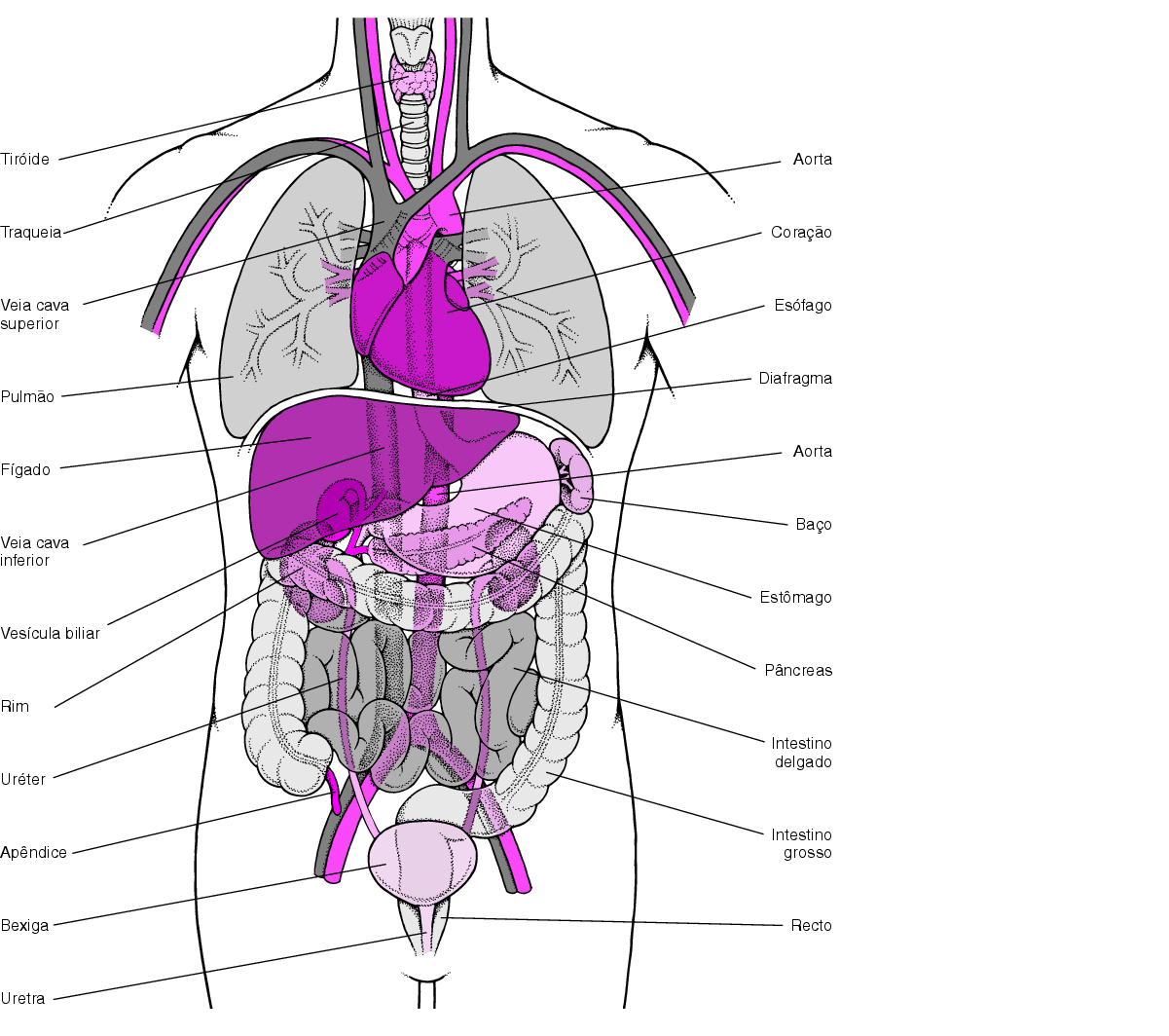 Anatomia | A MEDICINA E O HOMEM