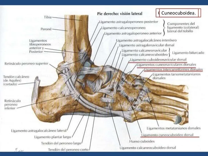 Anatomia del pie