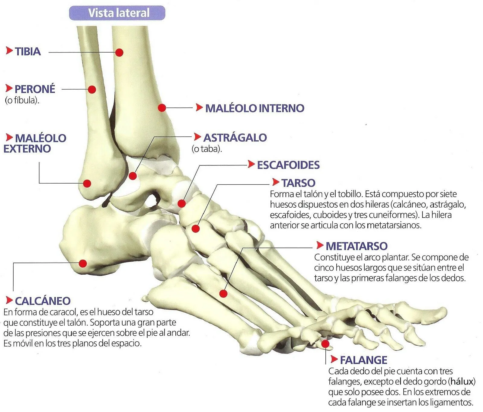 Anatomía del pie | Anatomía del pie | Anatomía del pie ...