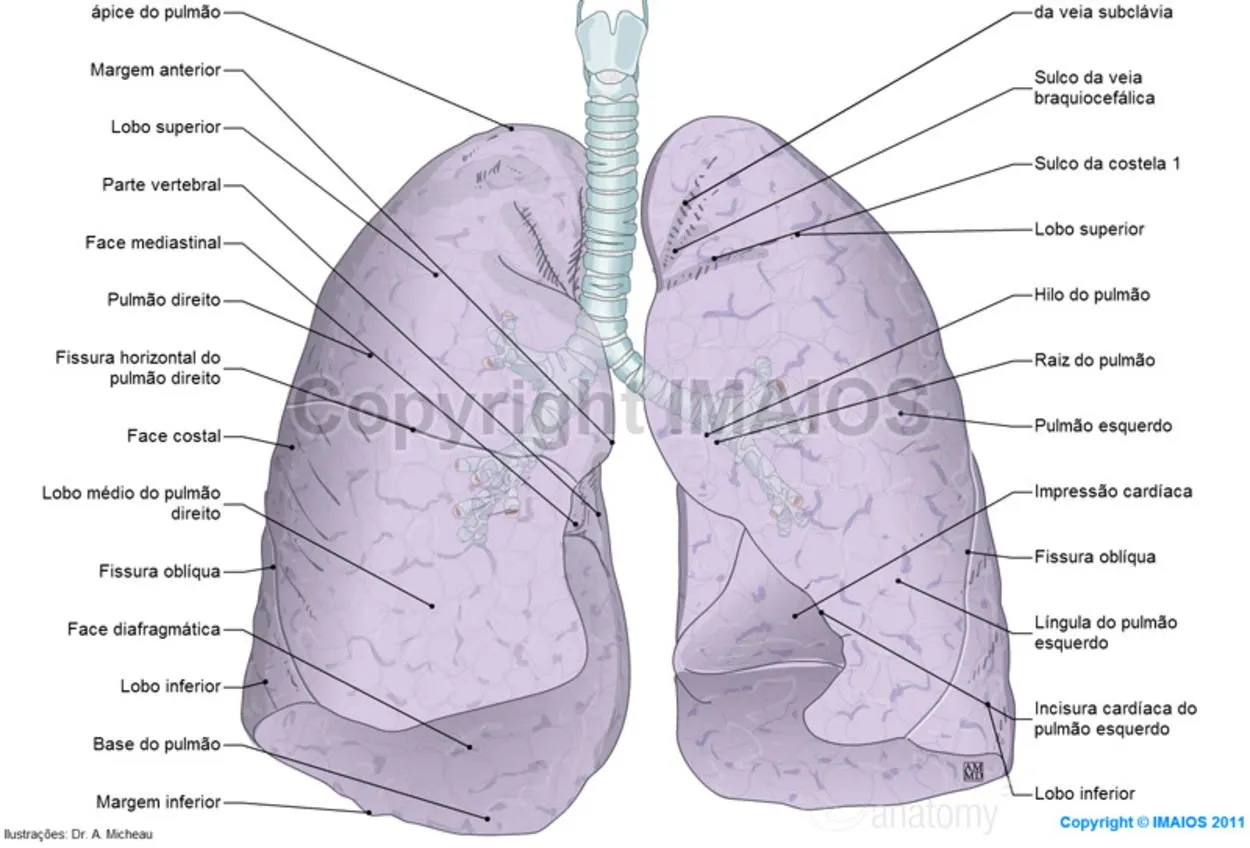 Anatomia dos pulmões - Ilustrações