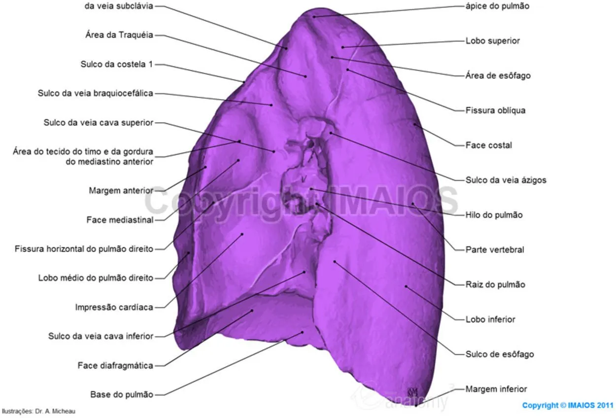 Anatomia dos pulmões - Ilustrações