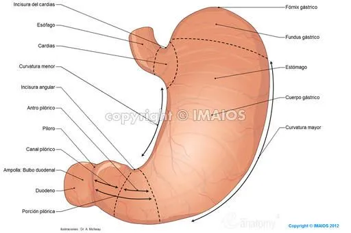 Anatomía del sistema digestivo y del abdomen: ilustraciones anatómicas