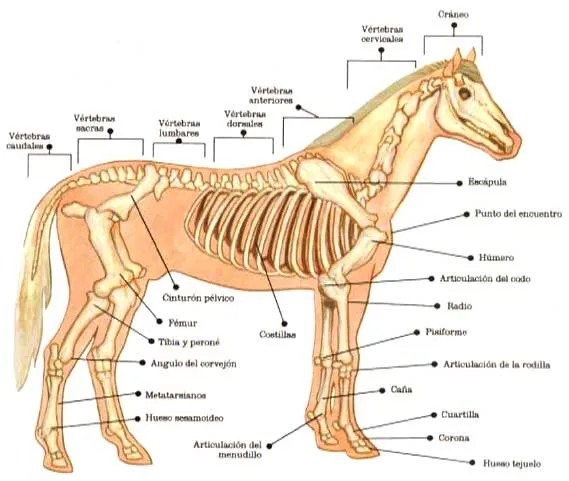 ANATOMÍA DEL SISTEMA ÓSEO.