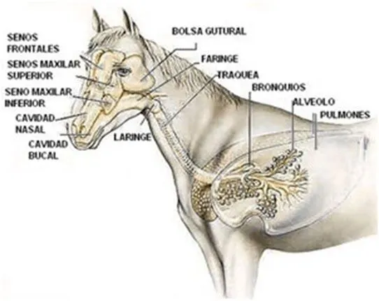 Anatomia topografica de especies animales | Animals Cuckys | Página 2