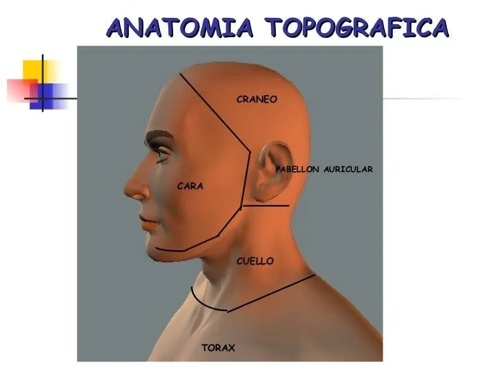 anatomia-topografica-forense- ...