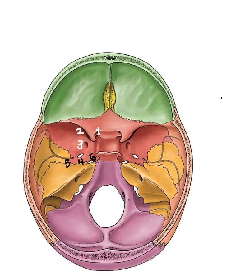 Anatomía UNAM: AGUJEROS DE CRÁNEO, PISO MEDIO