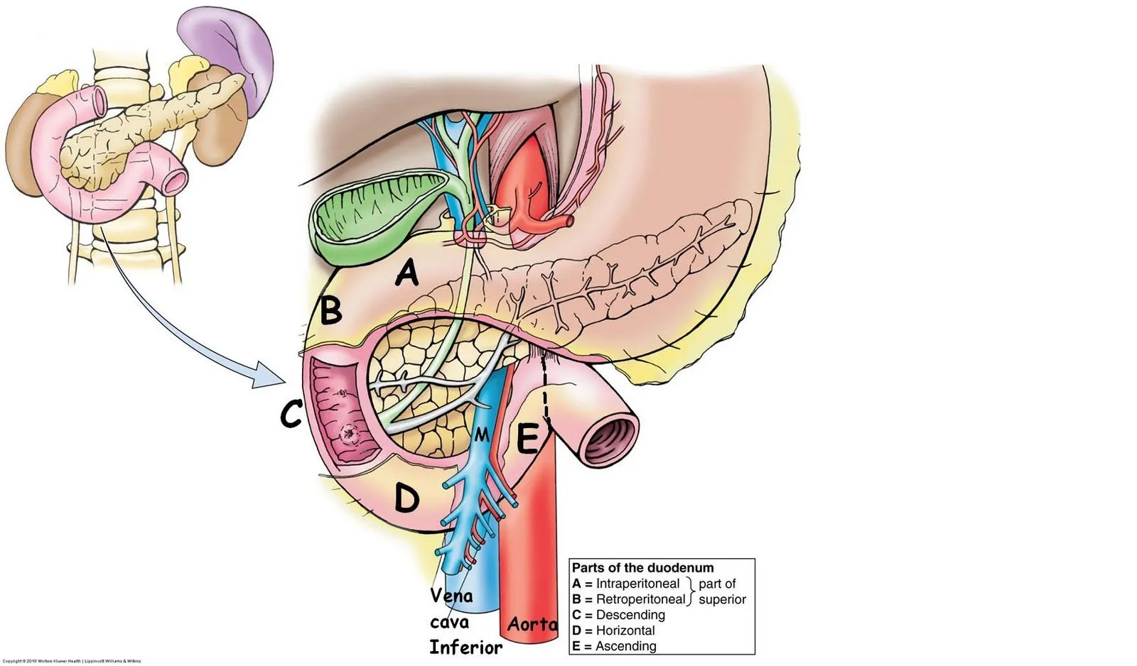 Anatomía UNAM: DUODENO