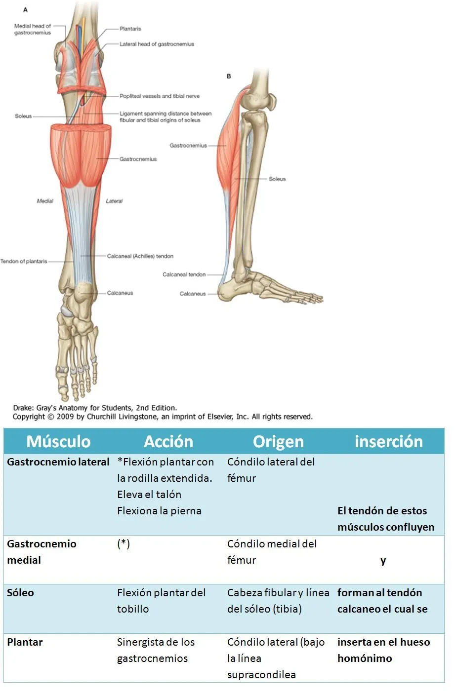 Anatomía UNAM: MÚSCULOS DE PIERNA REGION POSTERIOR PLANO SUPERFICIAL