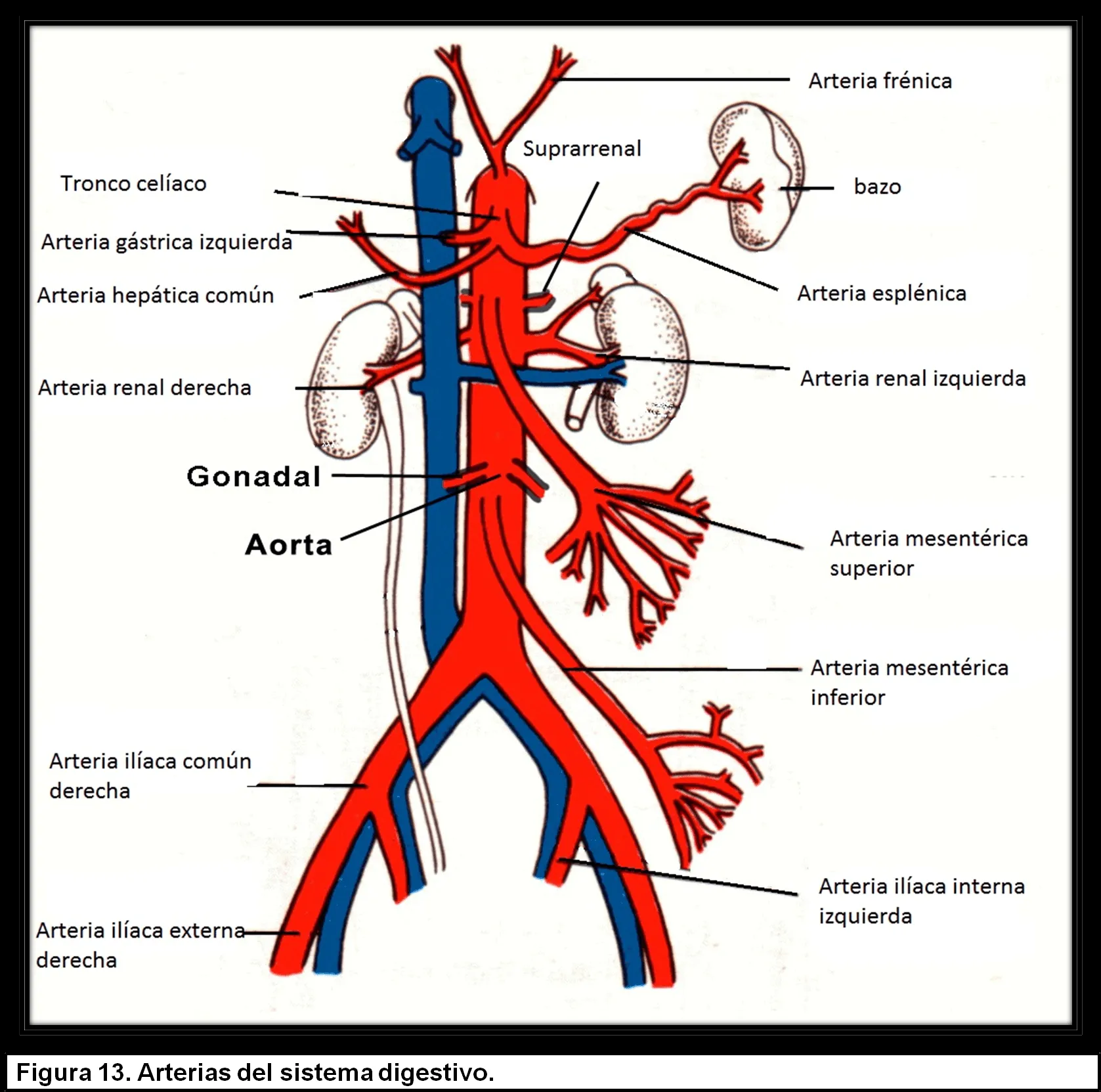 ANATOMÍA, VASCULARIZACIÓN E INERVACIÓN DEL SISTEMA DIGESTIVO ...